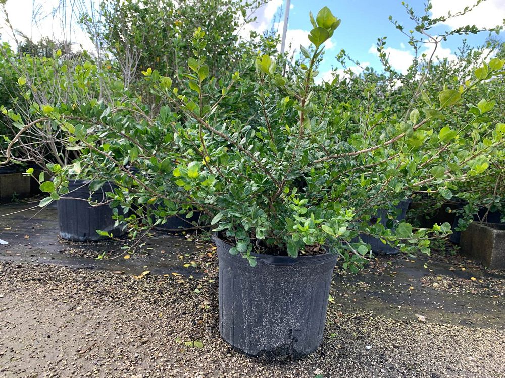 randia-aculeata-white-indigo-berry