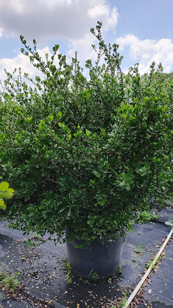 randia-aculeata-white-indigo-berry