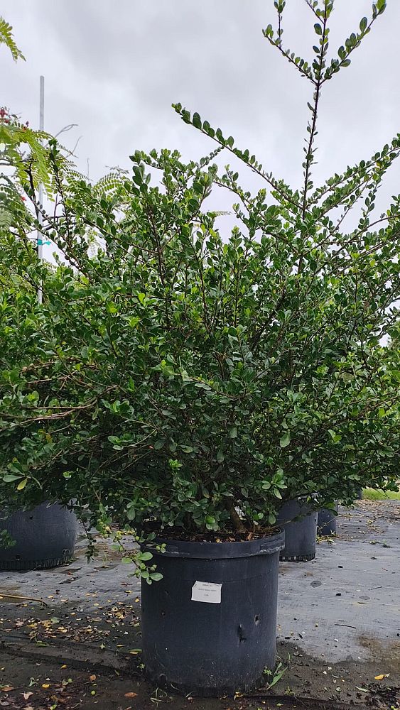 randia-aculeata-white-indigo-berry