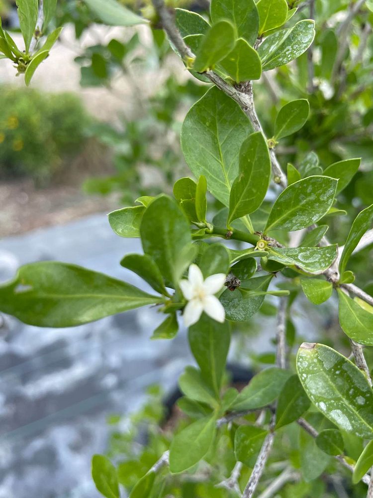 randia-aculeata-white-indigo-berry