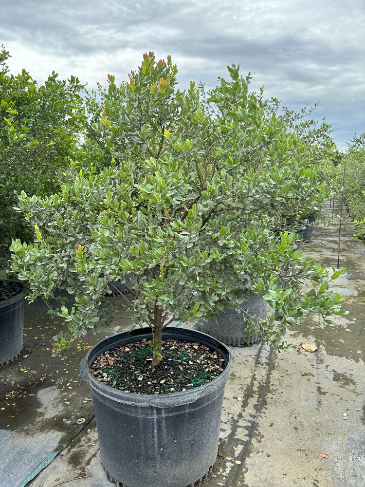 randia-aculeata-white-indigo-berry