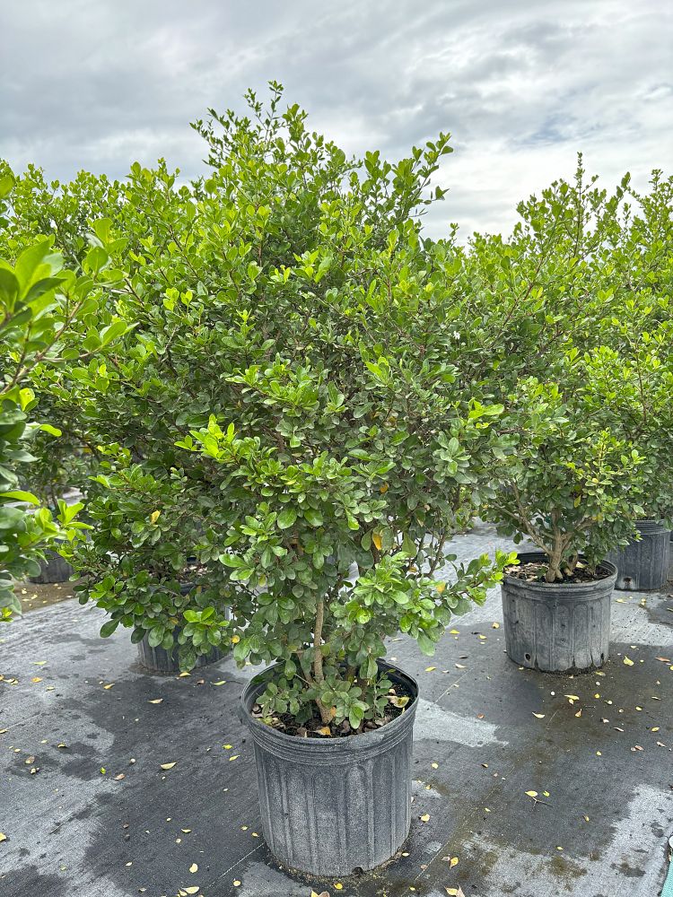 randia-aculeata-white-indigo-berry
