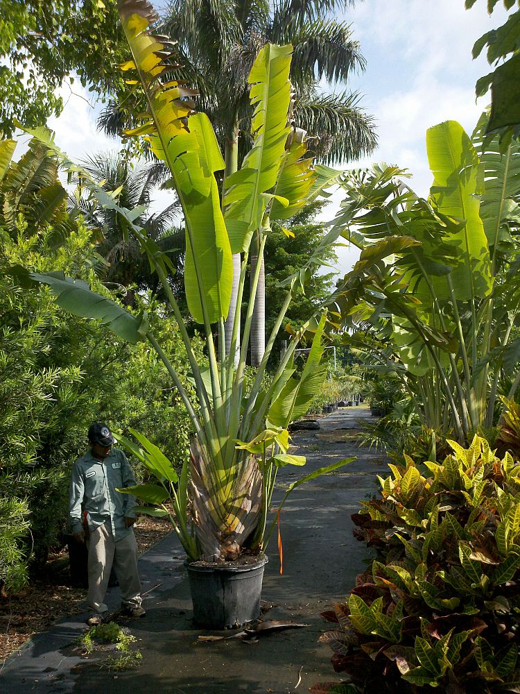 ravenala-madagascariensis-travelers-tree-travelers-palm