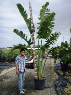 ravenala-madagascariensis-travelers-tree-travelers-palm