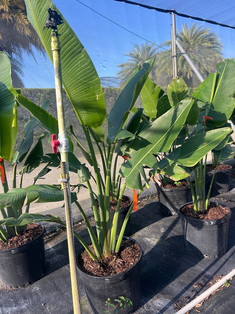 ravenala-madagascariensis-travelers-tree-travelers-palm