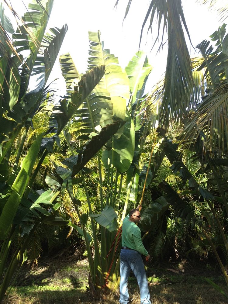 ravenala-madagascariensis-travelers-tree-travelers-palm