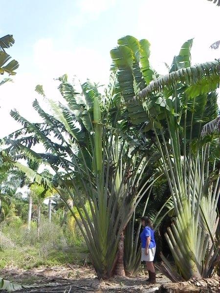 ravenala-madagascariensis-travelers-tree-travelers-palm