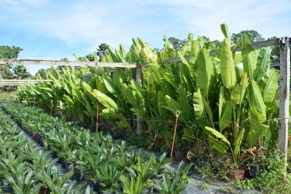 ravenala-madagascariensis-travelers-tree-travelers-palm