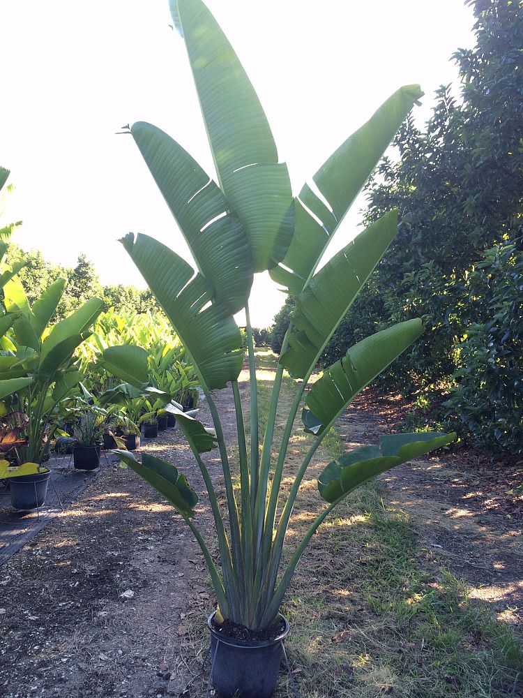 ravenala-madagascariensis-travelers-tree-travelers-palm