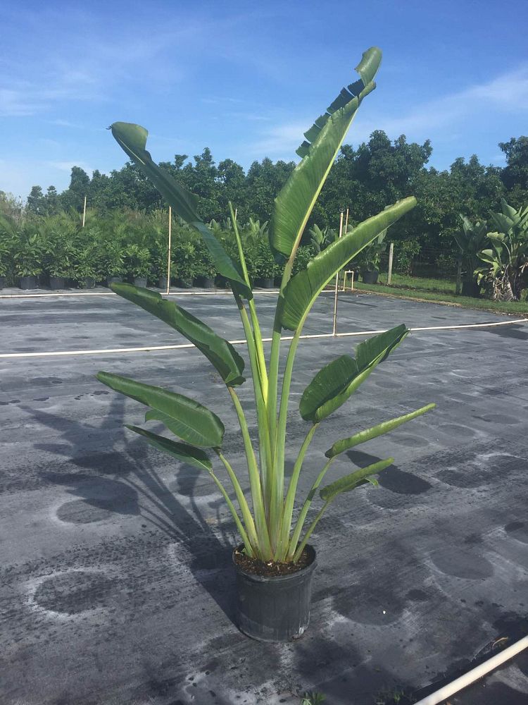 ravenala-madagascariensis-travelers-tree-travelers-palm