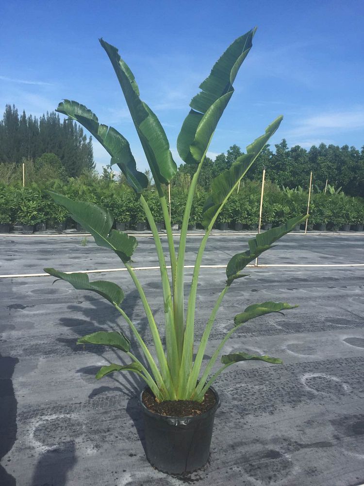 ravenala-madagascariensis-travelers-tree-travelers-palm