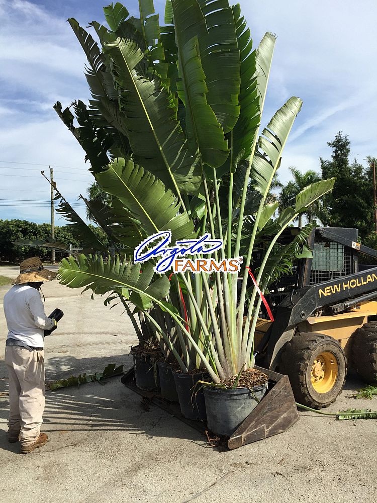 ravenala-madagascariensis-travelers-tree-travelers-palm