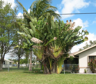ravenala-madagascariensis-travelers-tree-travelers-palm