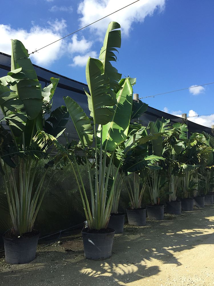 ravenala-madagascariensis-travelers-tree-travelers-palm