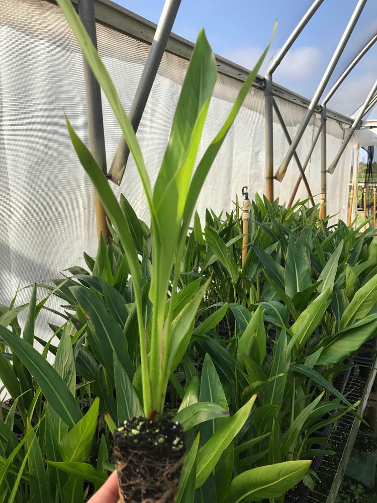 ravenala-madagascariensis-travelers-tree-travelers-palm