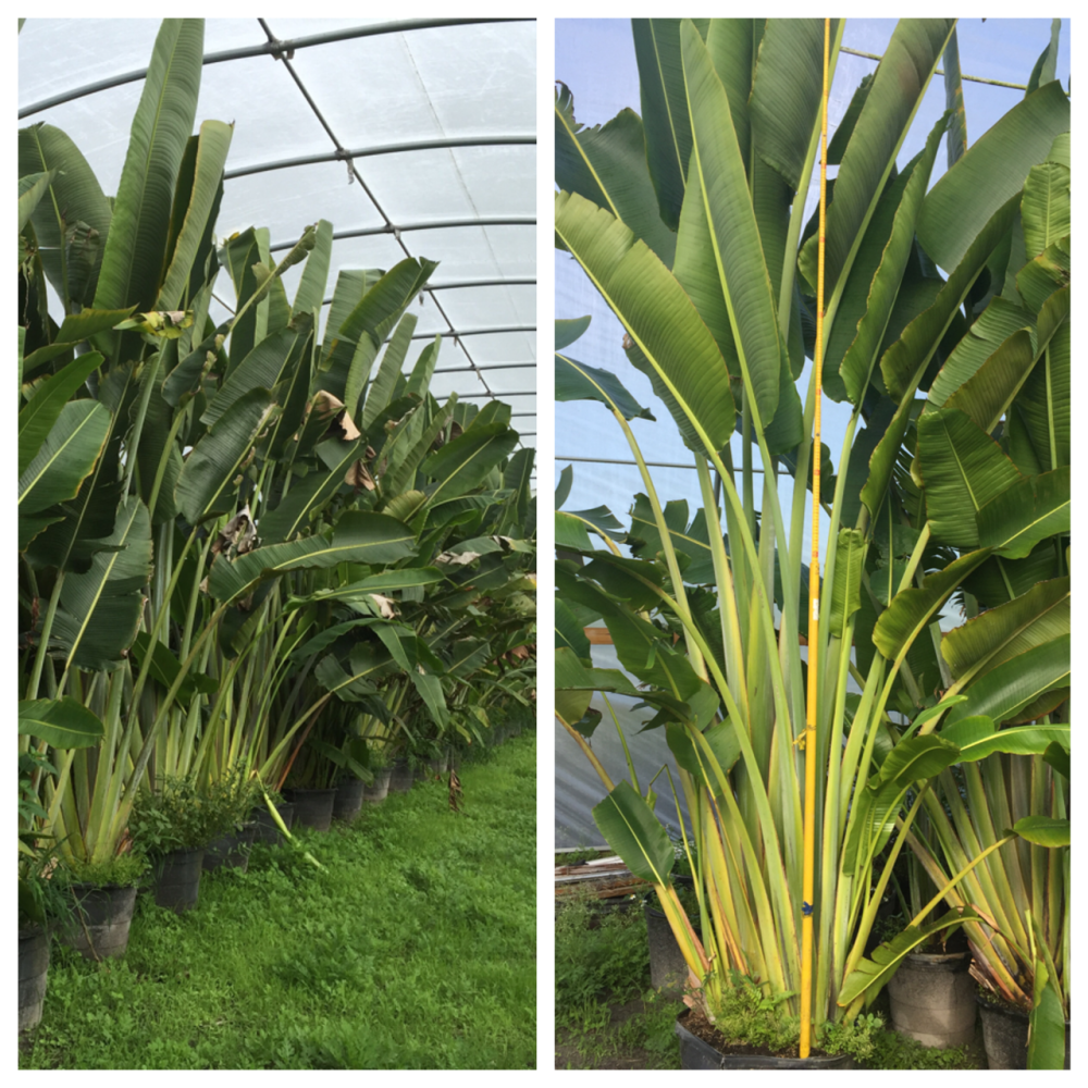 ravenala-madagascariensis-travelers-tree-travelers-palm