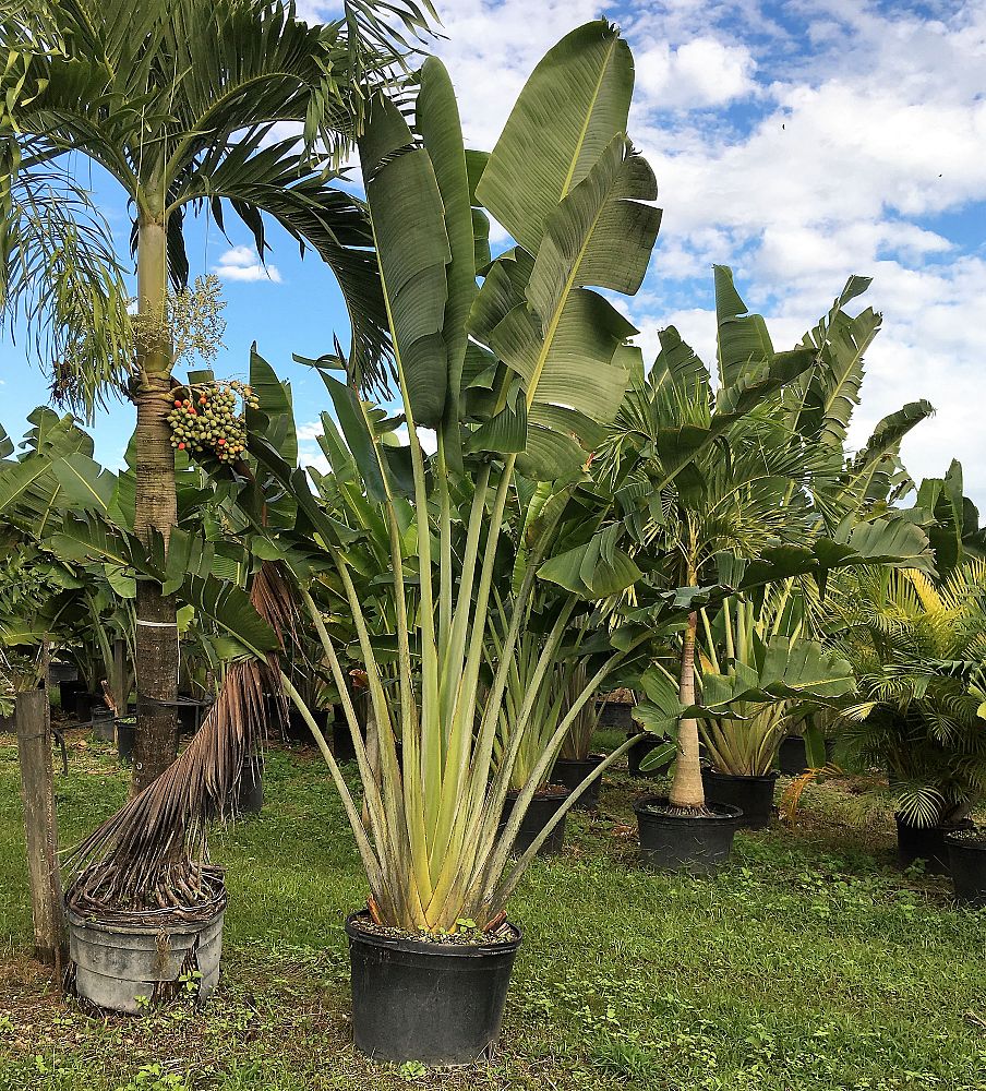 ravenala-madagascariensis-travelers-tree-travelers-palm