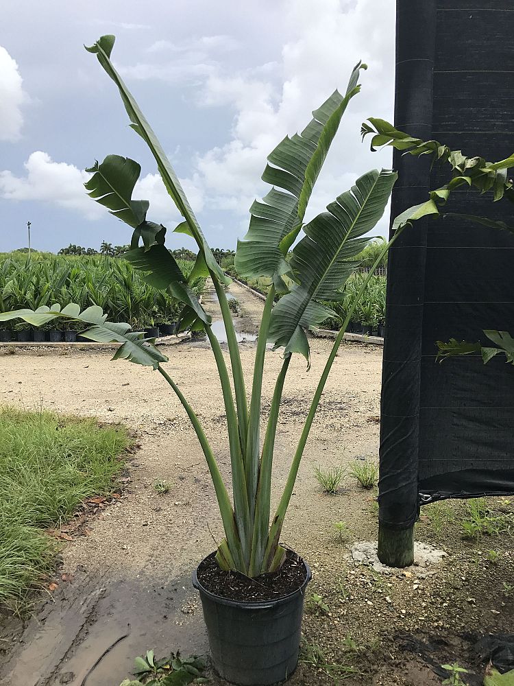 ravenala-madagascariensis-travelers-tree-travelers-palm