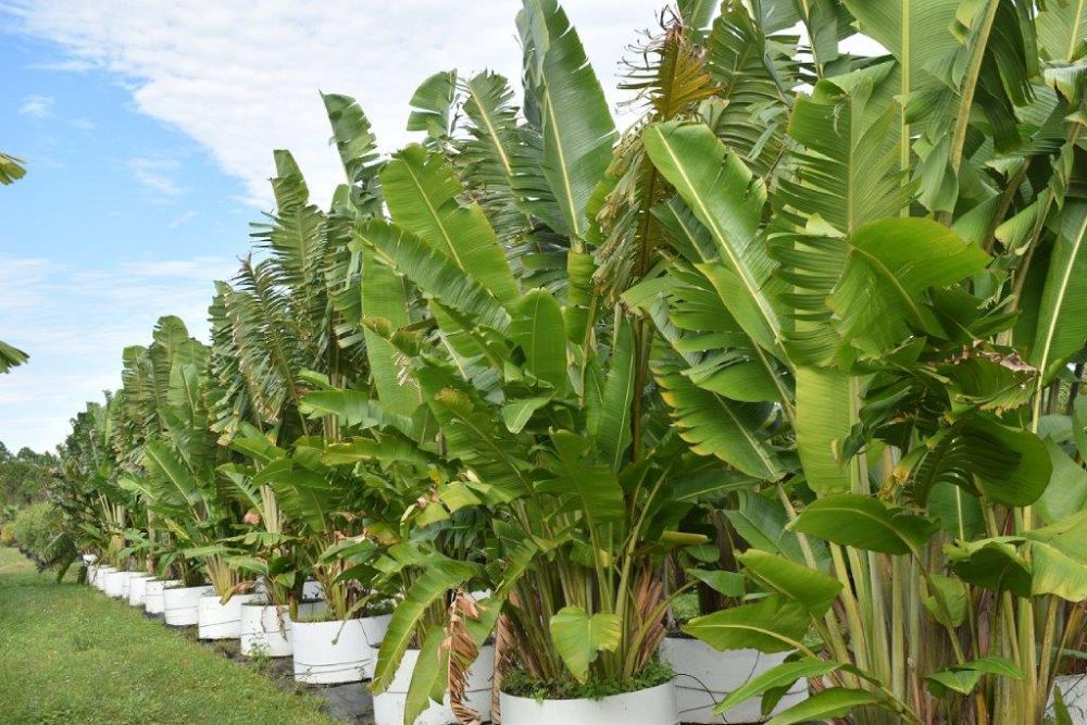 ravenala-madagascariensis-travelers-tree-travelers-palm