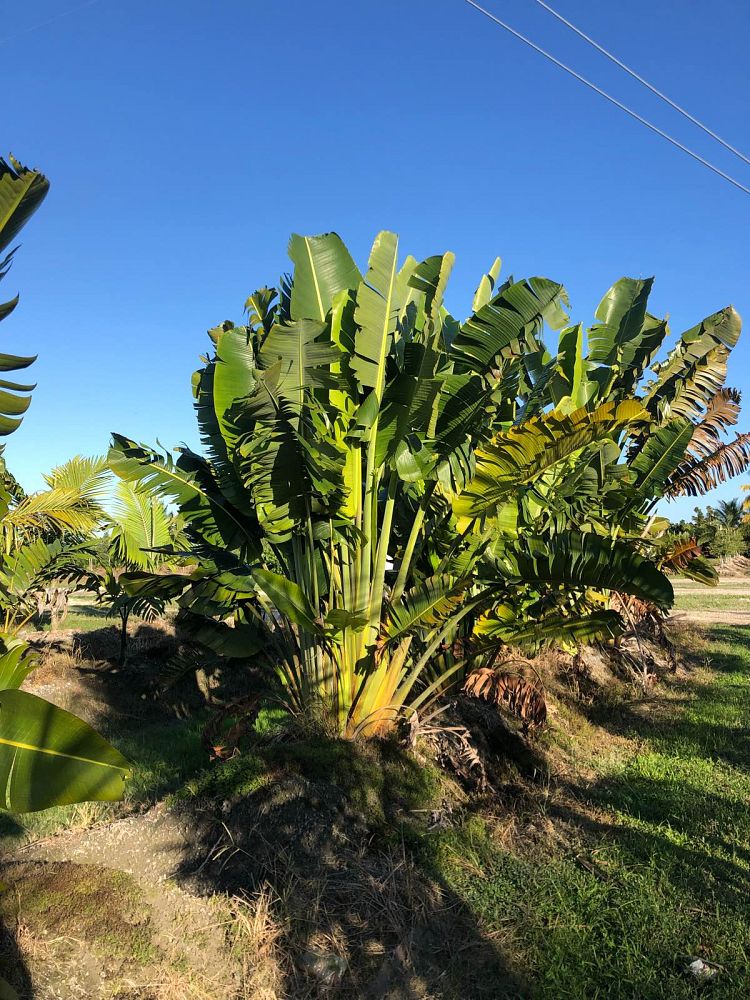 ravenala-madagascariensis-travelers-tree-travelers-palm