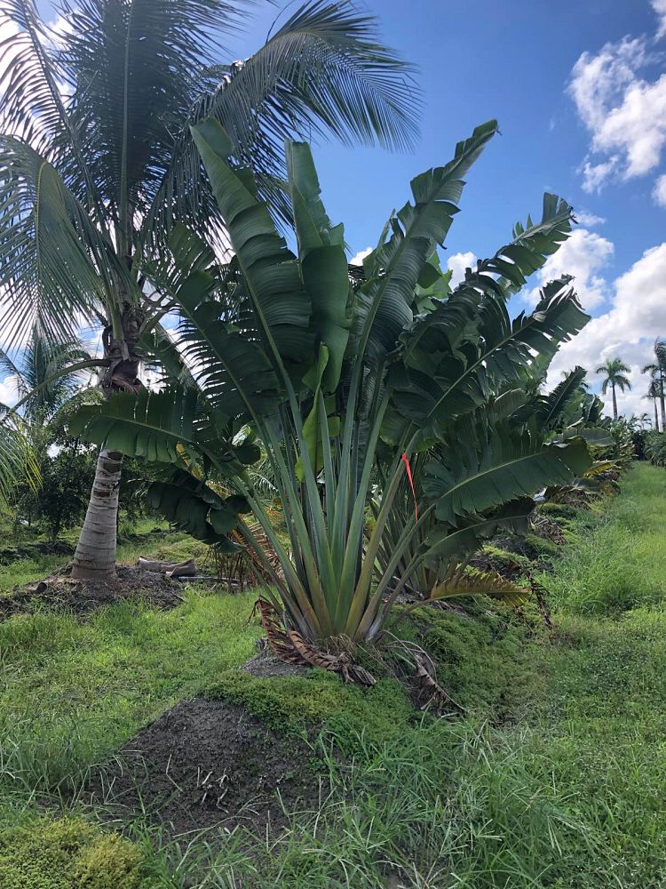 ravenala-madagascariensis-travelers-tree-travelers-palm