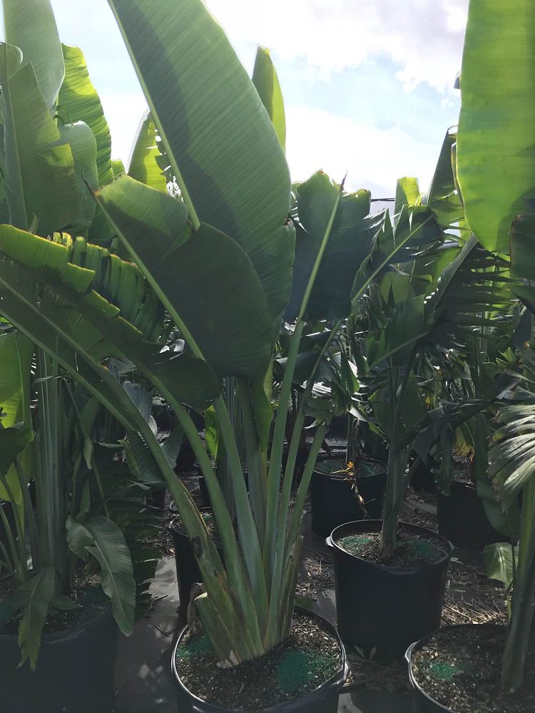ravenala-madagascariensis-travelers-tree-travelers-palm