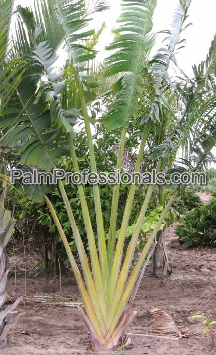 ravenala-madagascariensis-travelers-tree-travelers-palm