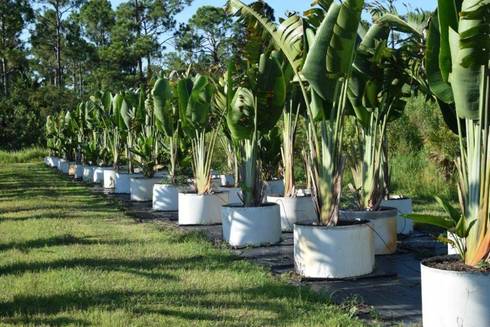 ravenala-madagascariensis-travelers-tree-travelers-palm