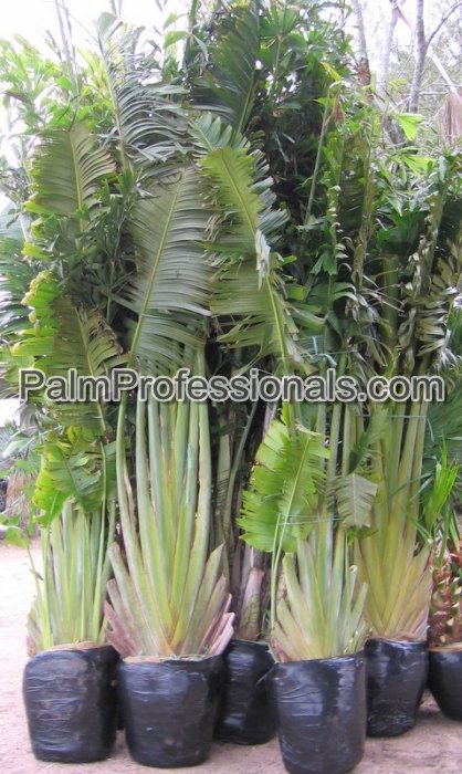 ravenala-madagascariensis-travelers-tree-travelers-palm