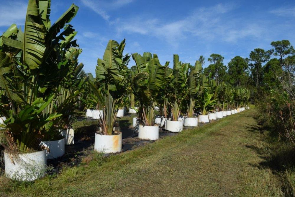 ravenala-madagascariensis-travelers-tree-travelers-palm