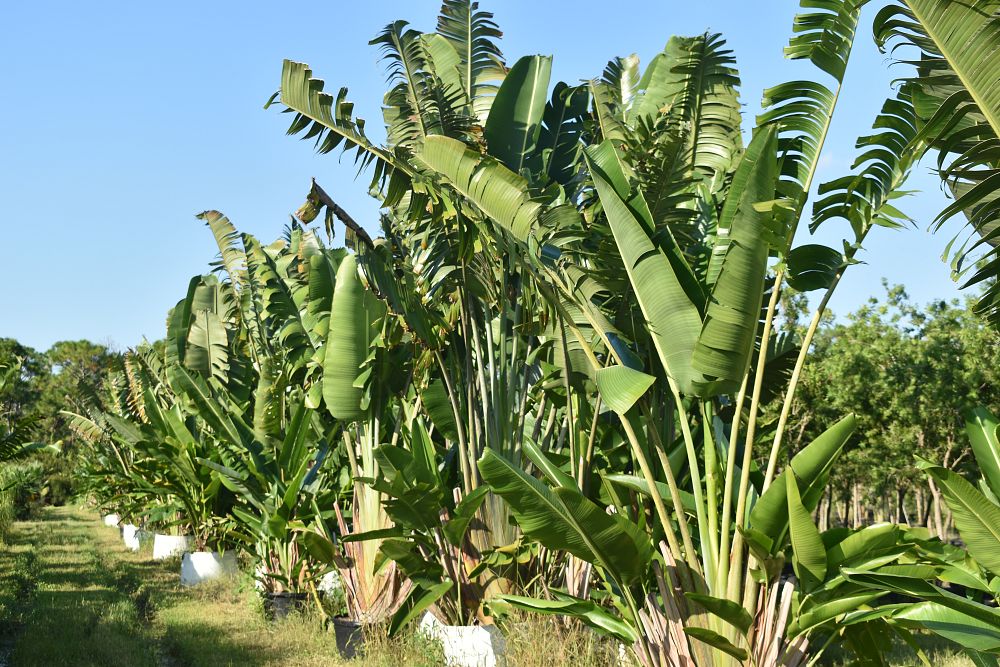 ravenala-madagascariensis-travelers-tree-travelers-palm