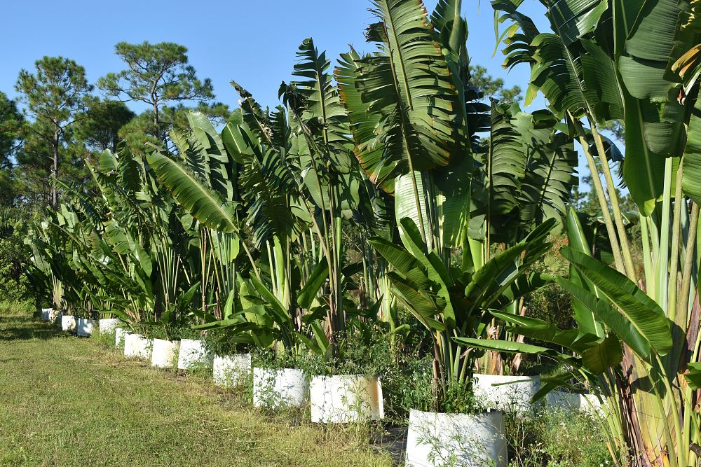 ravenala-madagascariensis-travelers-tree-travelers-palm