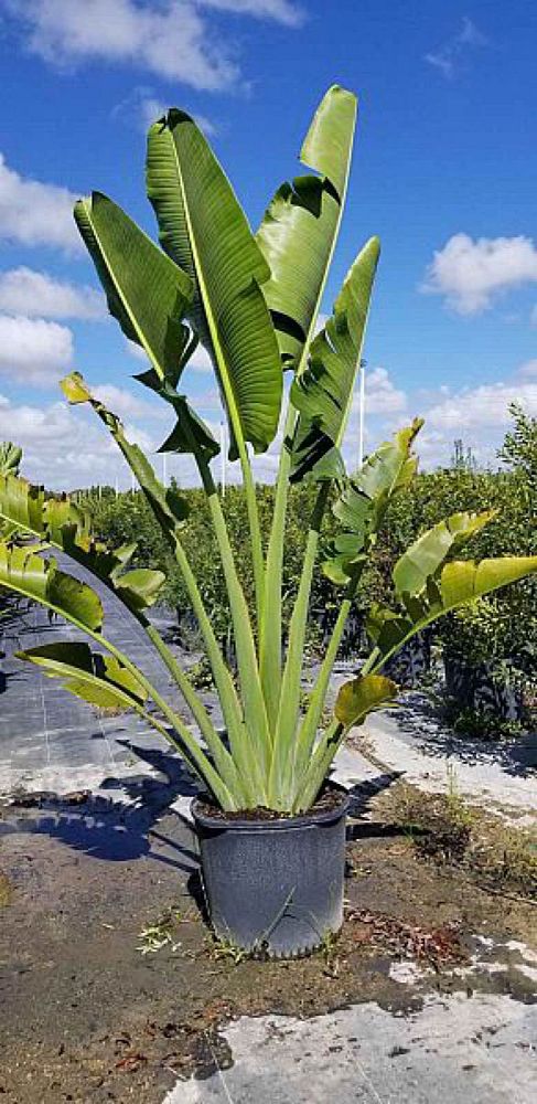 ravenala-madagascariensis-travelers-tree-travelers-palm