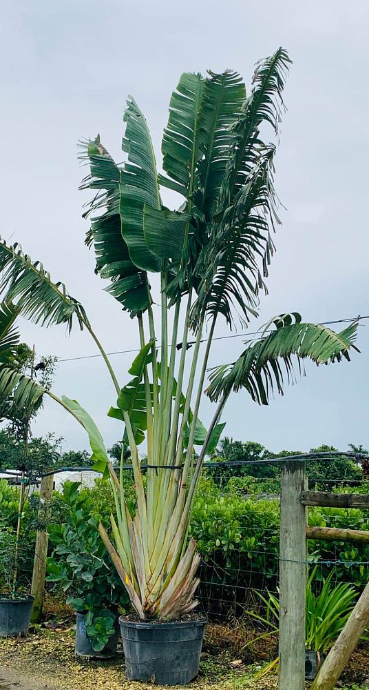ravenala-madagascariensis-travelers-tree-travelers-palm
