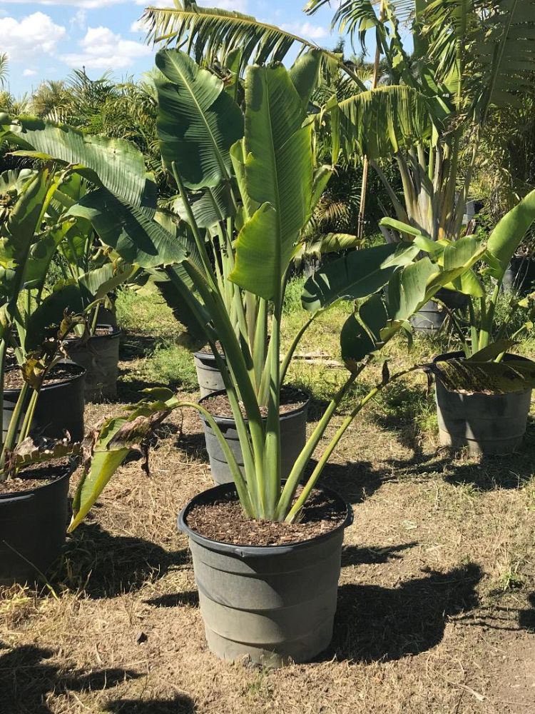 ravenala-madagascariensis-travelers-tree-travelers-palm