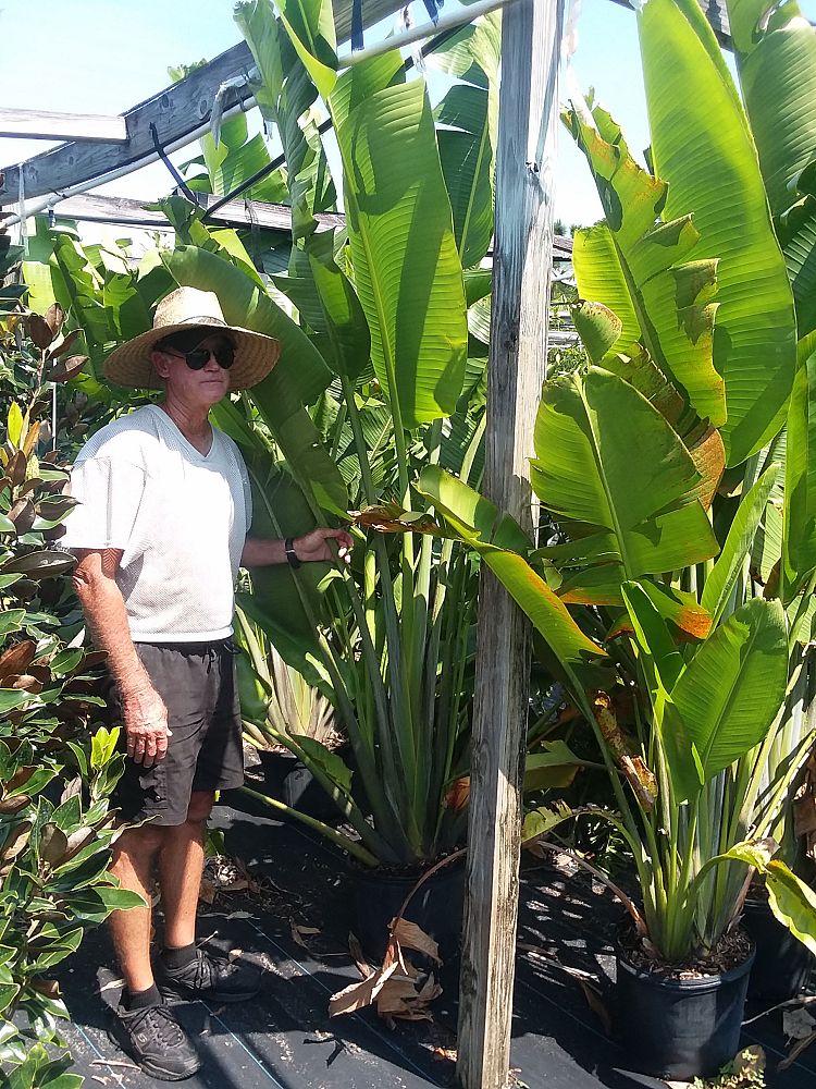 ravenala-madagascariensis-travelers-tree-travelers-palm