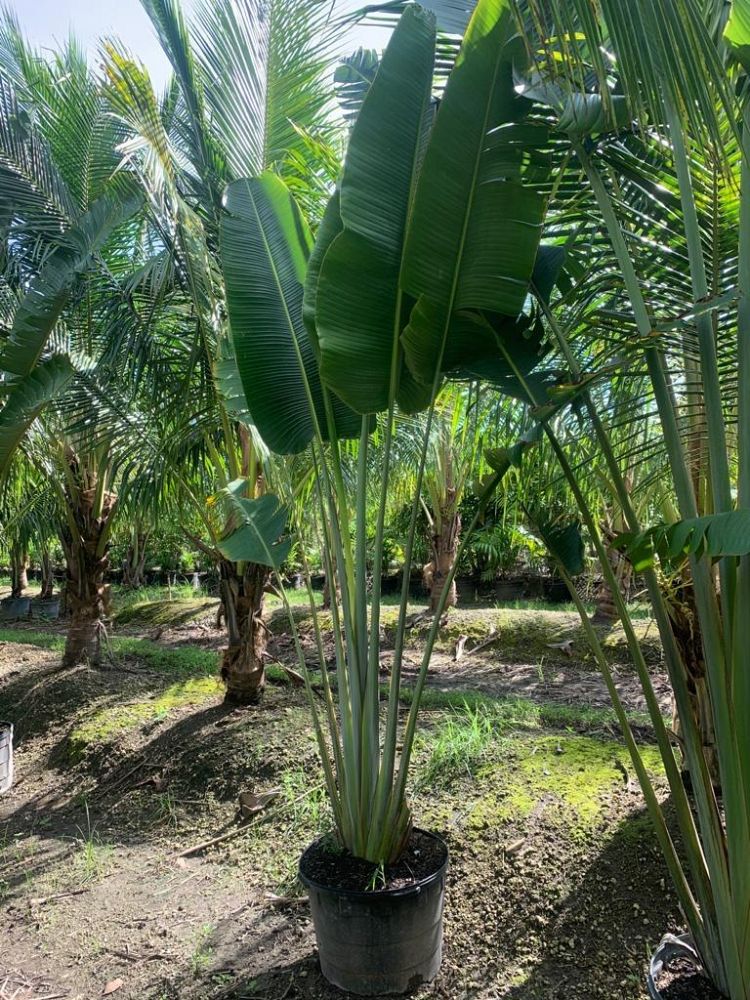 ravenala-madagascariensis-travelers-tree-travelers-palm