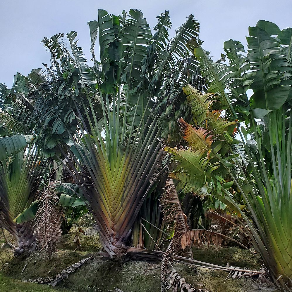 ravenala-madagascariensis-travelers-tree-travelers-palm