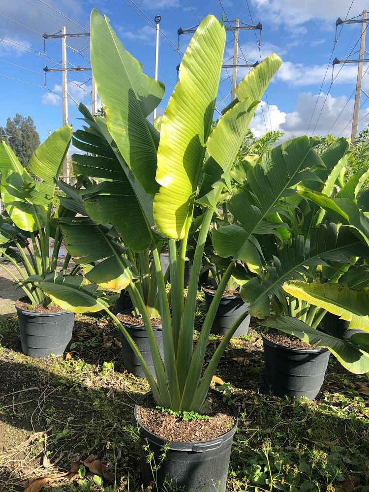 ravenala-madagascariensis-travelers-tree-travelers-palm