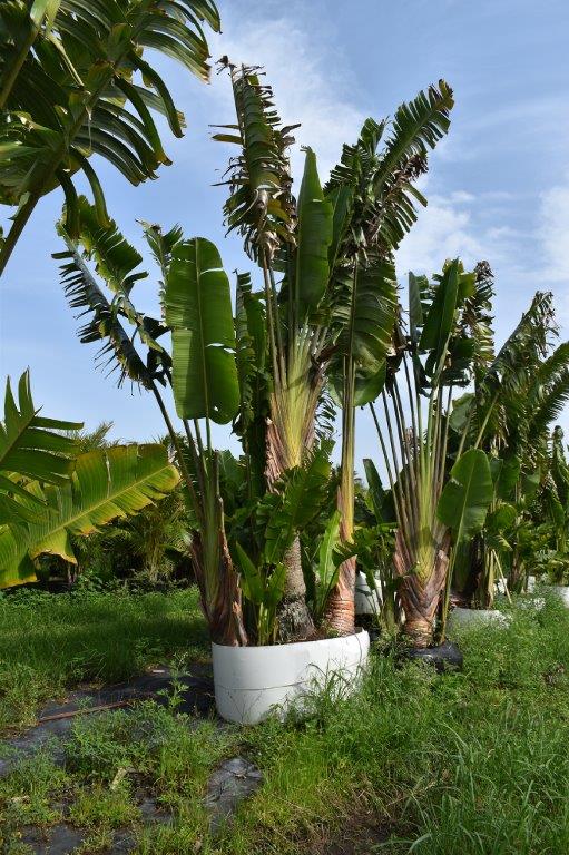 ravenala-madagascariensis-travelers-tree-travelers-palm