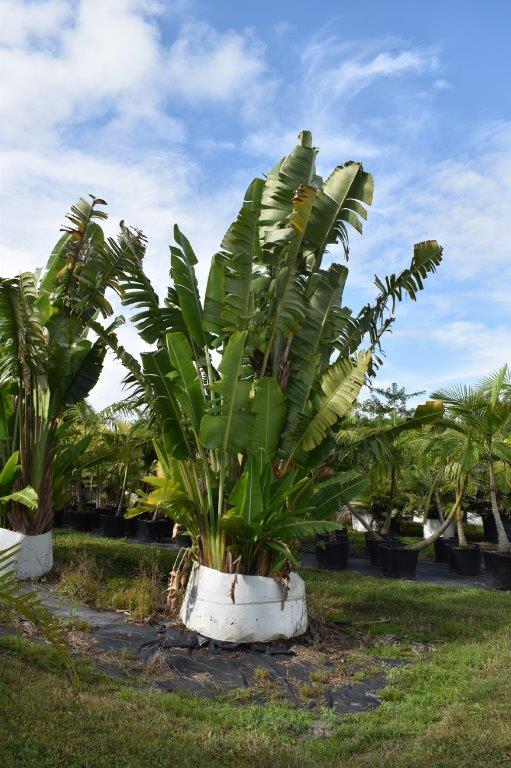 ravenala-madagascariensis-travelers-tree-travelers-palm