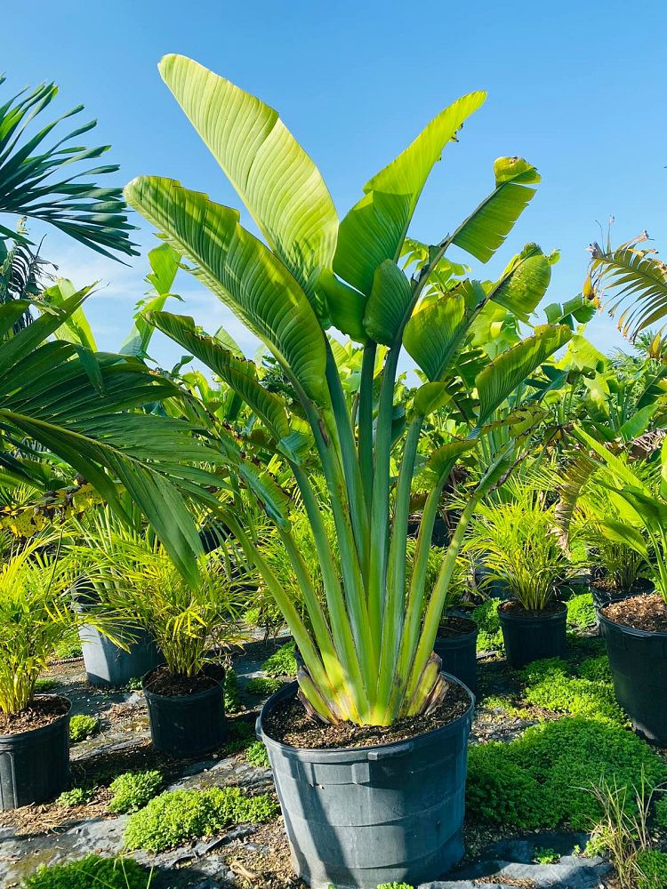 ravenala-madagascariensis-travelers-tree-travelers-palm