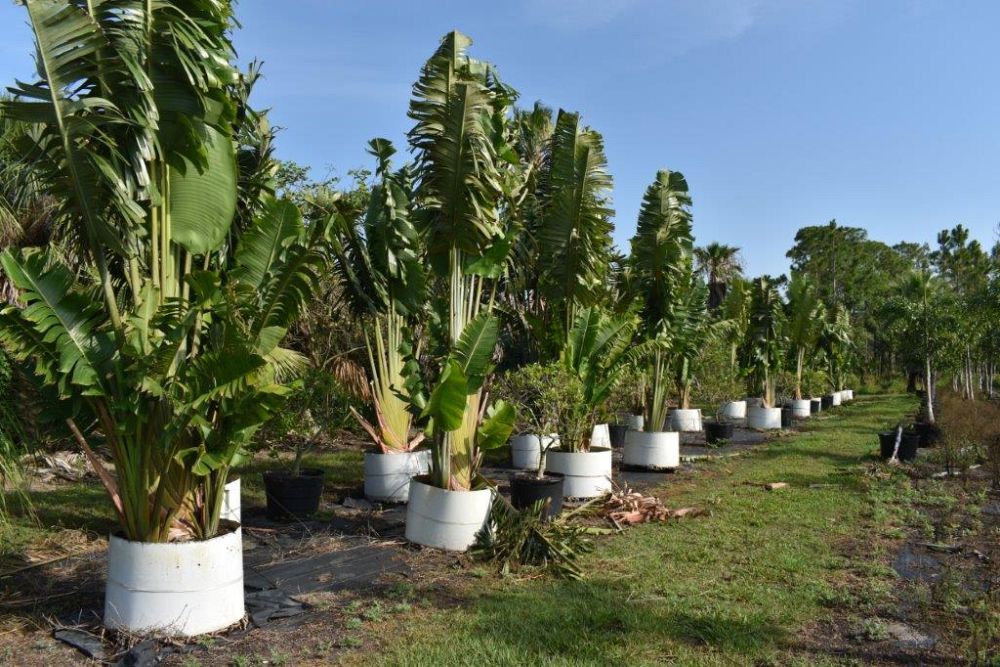 ravenala-madagascariensis-travelers-tree-travelers-palm