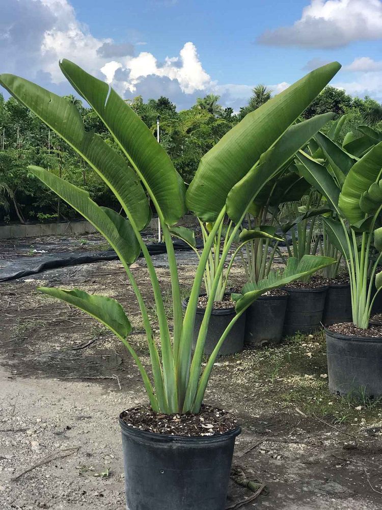 ravenala-madagascariensis-travelers-tree-travelers-palm