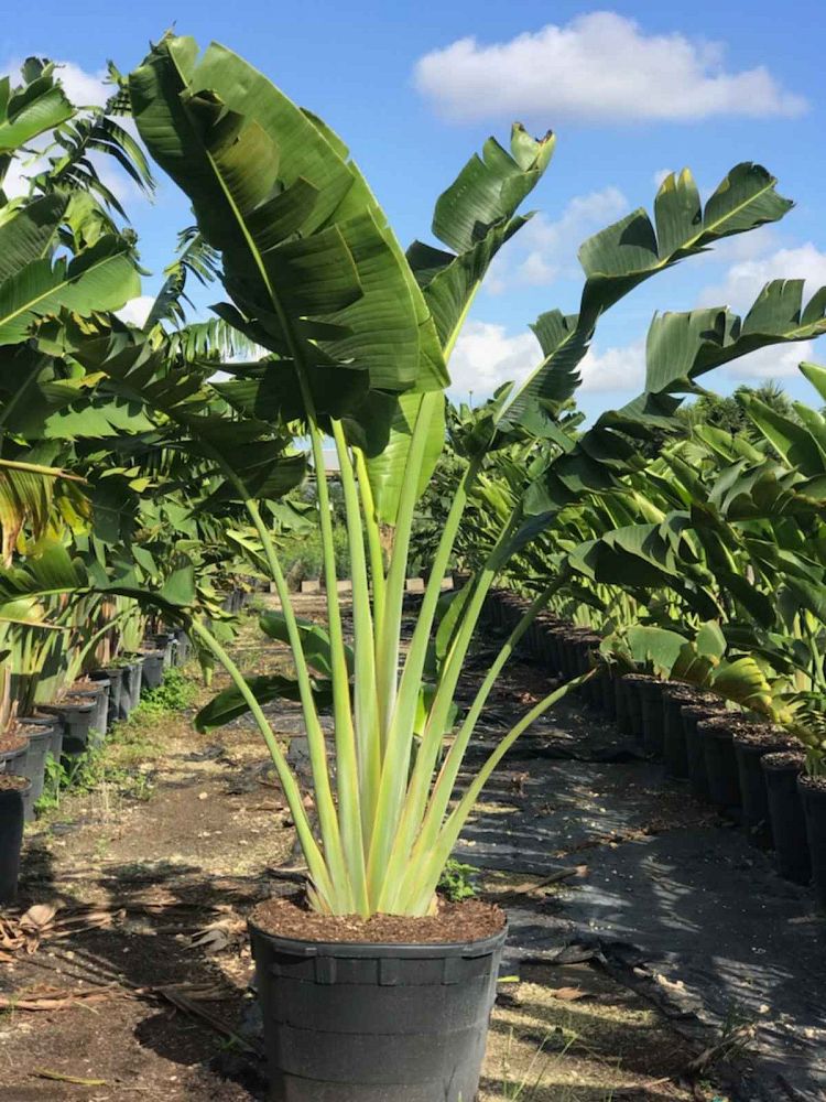 ravenala-madagascariensis-travelers-tree-travelers-palm