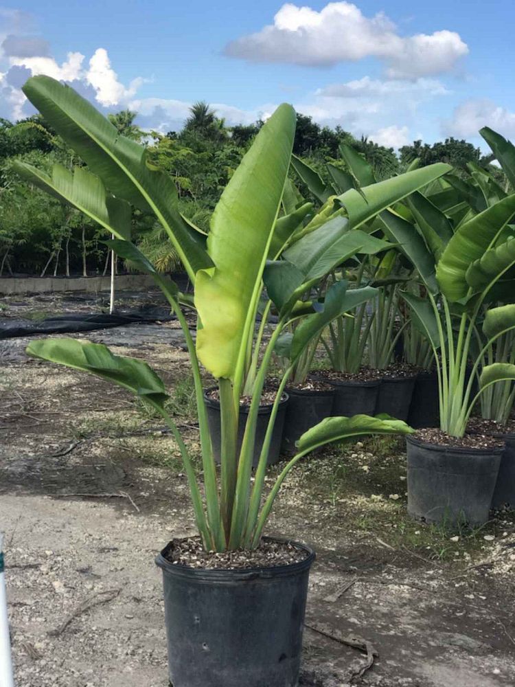 ravenala-madagascariensis-travelers-tree-travelers-palm