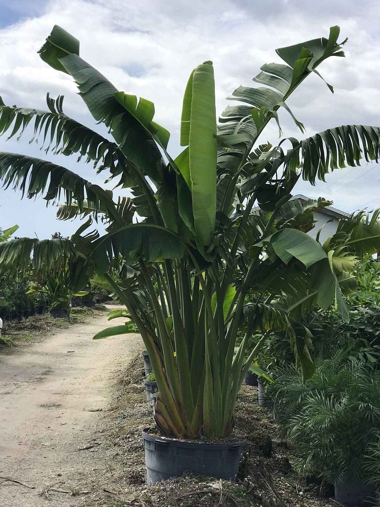 ravenala-madagascariensis-travelers-tree-travelers-palm