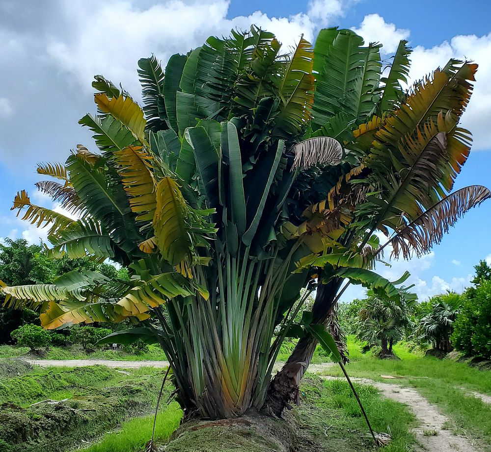 ravenala-madagascariensis-travelers-tree-travelers-palm