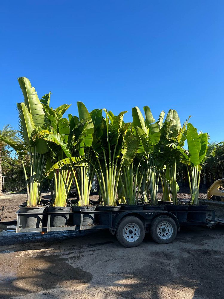 ravenala-madagascariensis-travelers-tree-travelers-palm