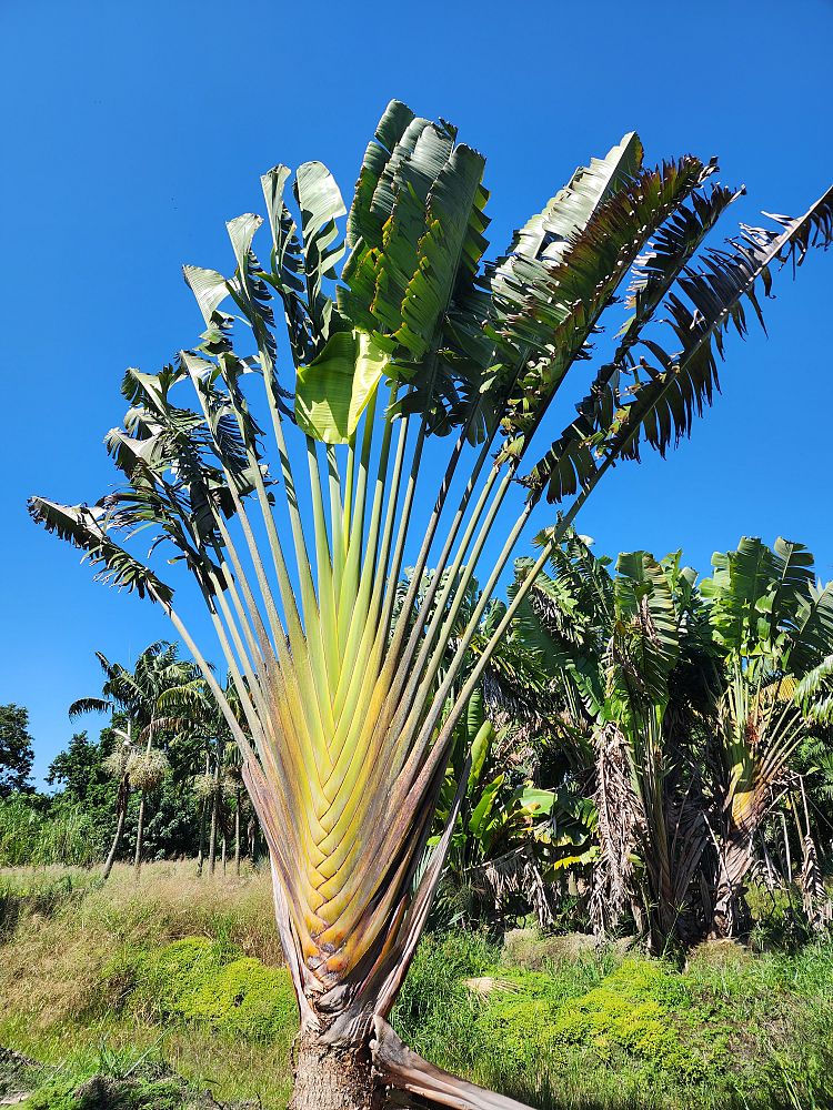 ravenala-madagascariensis-travelers-tree-travelers-palm